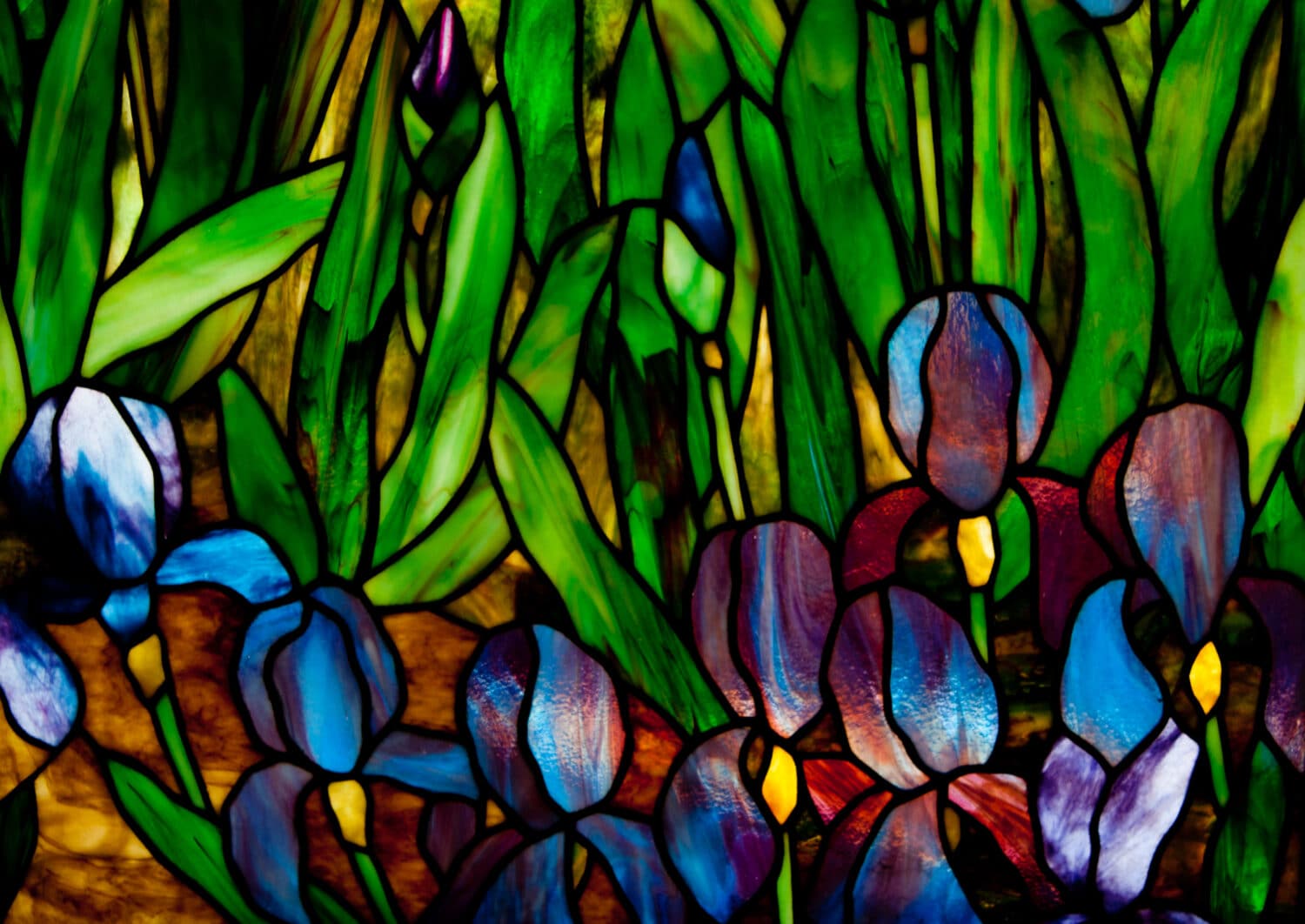 Irises at Slade